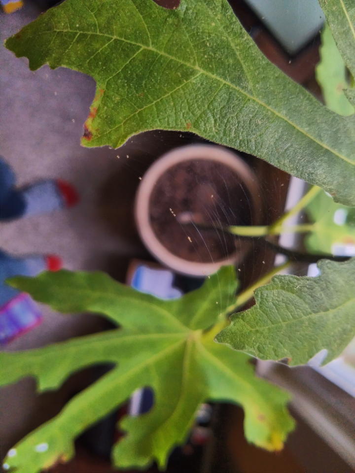Our American fig in November of 2019