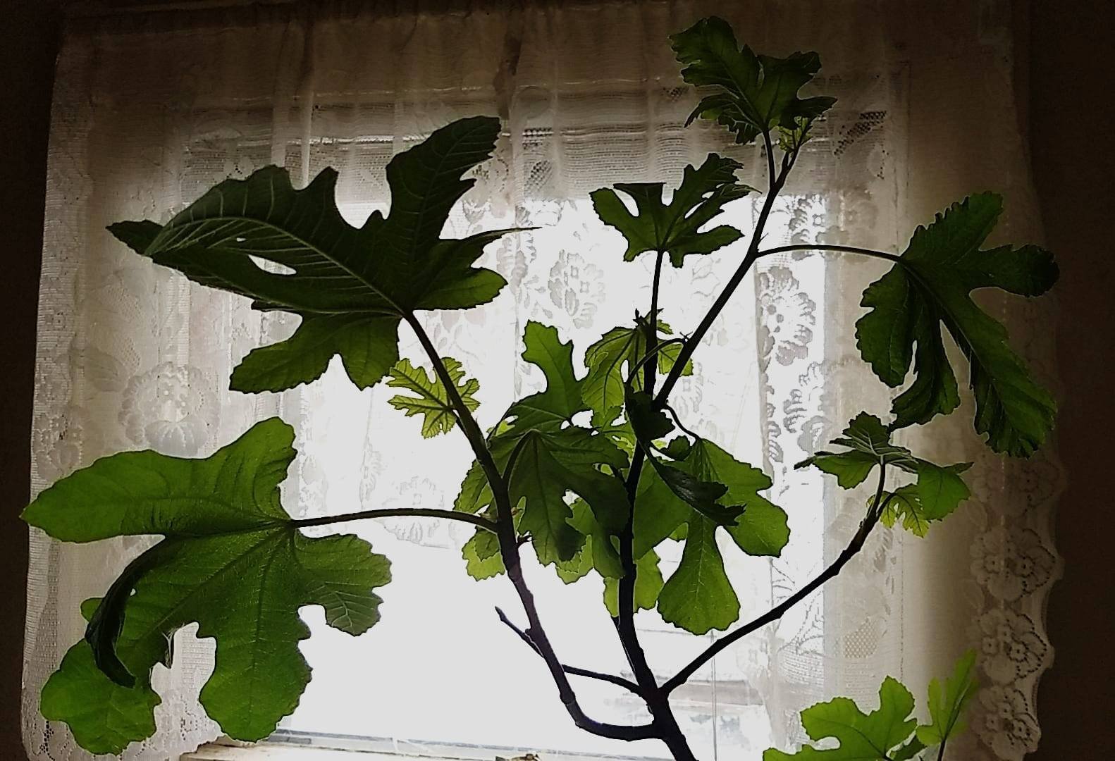 Our fig tree on Valentines day