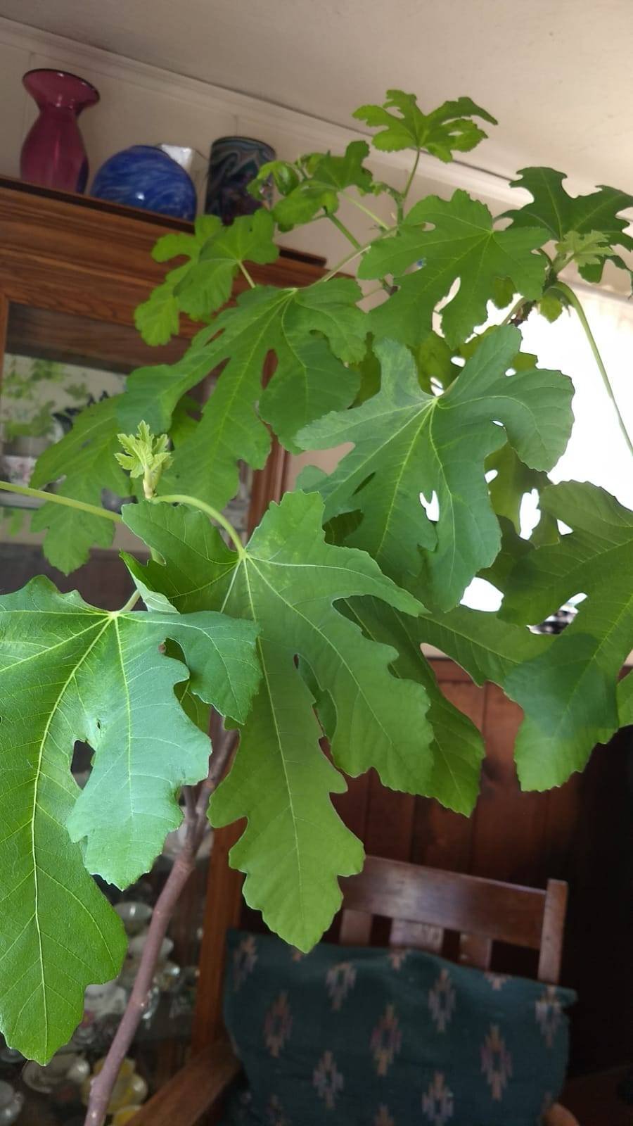 Our fig tree on Valentines day