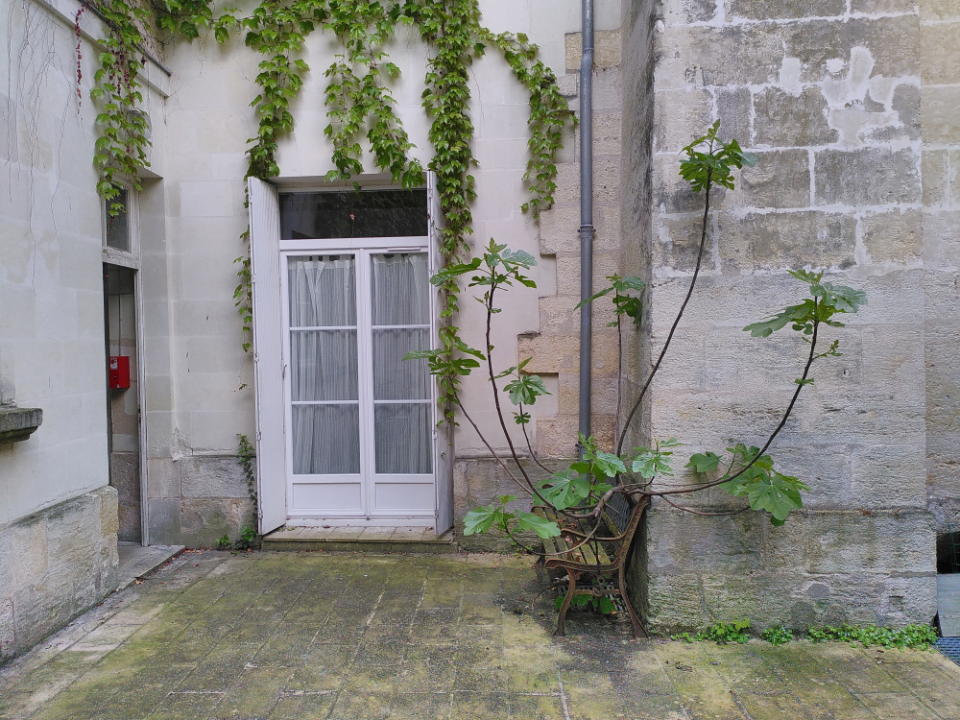 A courtyard fig.