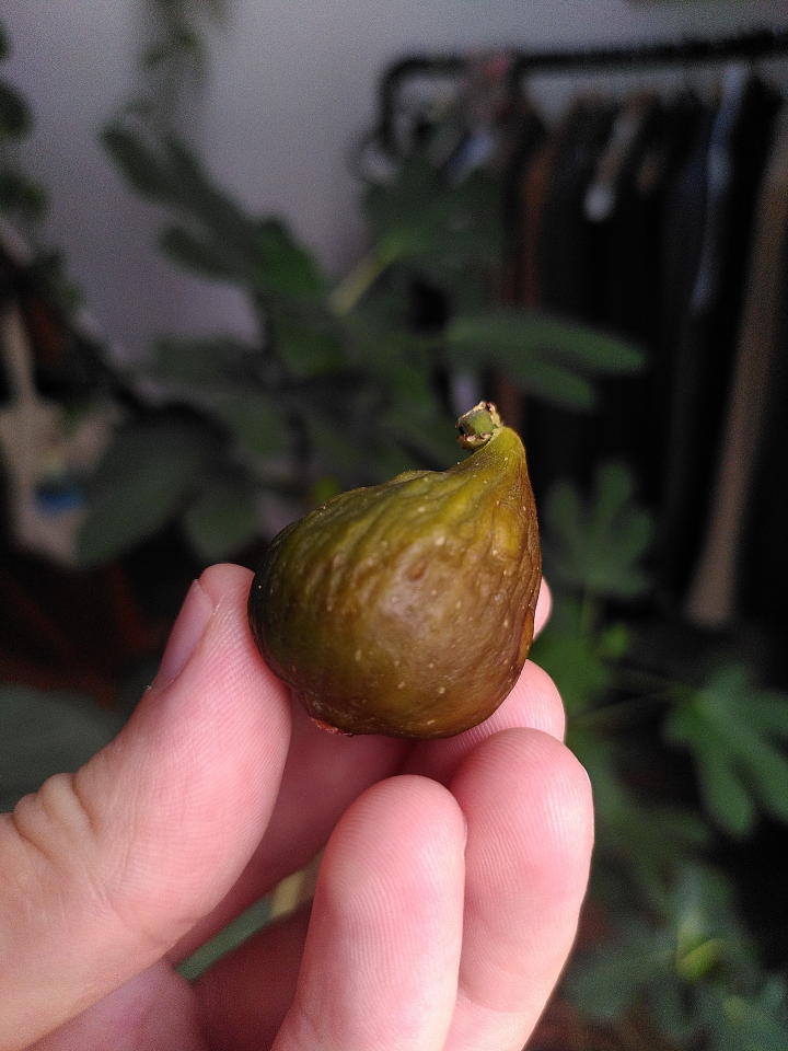My hand holding a ripe fig.