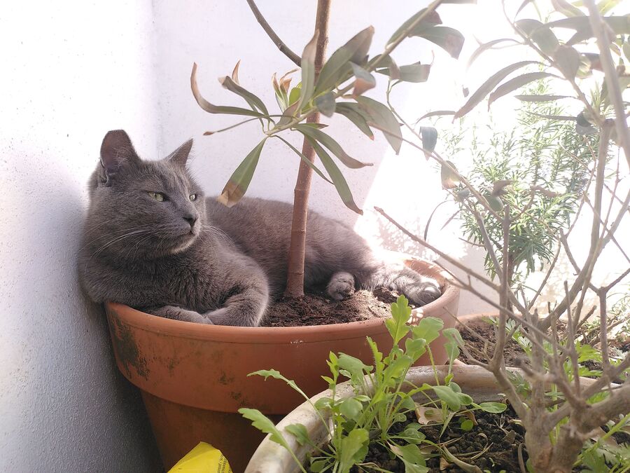 Doriano lounging in the new pot.